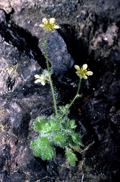 Piante: endemismi
